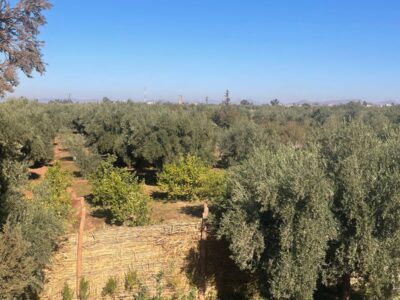 Villa tradizionale per affitto vacanze con piscina e uliveto a 20 km da Marrakech -Wi-Fi, camino e comfort